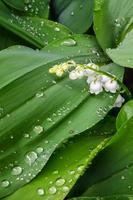 lírio branco do vale em folhas verdes foto