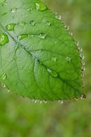 folha verde denteada com gotas de orvalho foto