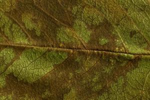 textura verde de uma folha seca foto