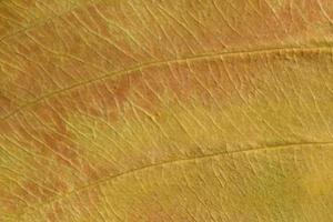 textura marrom de uma folha seca foto