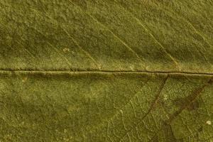 textura verde de uma folha seca foto