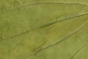 textura verde de uma folha seca foto