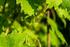 água gotas em a folhas do uvas dentro a Vinhedo depois de chuva foto