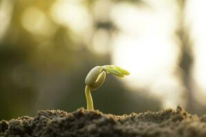 crescendo plantar e fertilizante.jovem plantar dentro a manhã luz em terra fundo, Novo vida concept.small plantas em a terra dentro primavera.fresca,semente,foto fresco e agricultura conceito ideia. foto