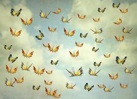 borboletas no céu foto