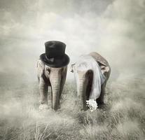 o casamento de elefantes