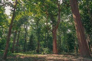 paisagem de floresta verde na primavera e musgo verde foto