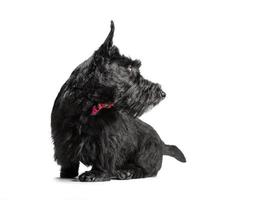 filhote de cachorro scottish terrier preto em um fundo branco foto