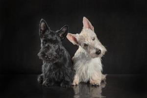 par de filhotes de cachorro scottish terrier preto e branco em fundo escuro foto