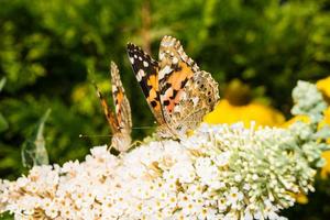 borboleta vanessa cardui ou cynthia cardui no jardim foto