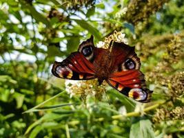 borboleta vanessa cardui ou cynthia cardui no jardim foto
