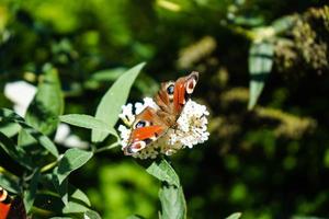 buddleja davidii o arbusto de borboleta foto