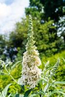 buddleja davidii o arbusto de borboleta foto