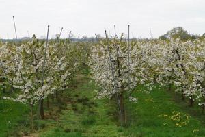 árvores frutíferas floridas no velho país perto de hamburgo, alemanha foto