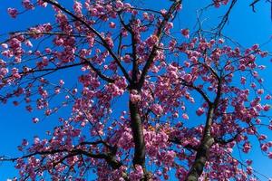 árvores frutíferas floridas no velho país perto de hamburgo, alemanha foto