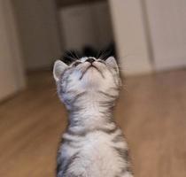 gato cinza de cabelo curto britânico foto