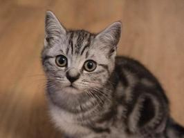 gato cinza de cabelo curto britânico foto