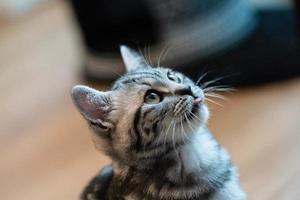 gato cinza de cabelo curto britânico foto