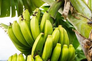 bananas numa plantação na ilha da madeira