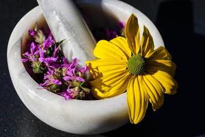 loosestrife - lythrum salicaria foto