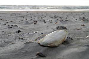 na praia de Blavand Ho Dinamarca foto