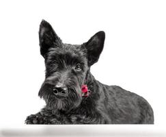 filhote de cachorro scottish terrier preto em um fundo branco foto