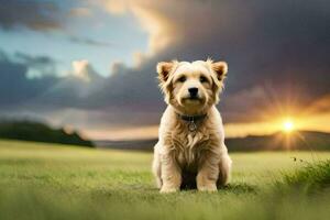 uma cachorro sentado dentro a Relva às pôr do sol. gerado por IA foto