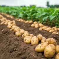 batatas em a campo fechar-se. colheita batatas. generativo ai foto