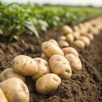 batatas em a campo fechar-se. colheita batatas. generativo ai foto