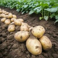 batatas em a campo fechar-se. colheita batatas. generativo ai foto