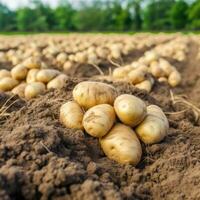 batatas em a campo fechar-se. colheita batatas. generativo ai foto