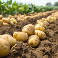 batatas em a campo fechar-se. colheita batatas. generativo ai foto