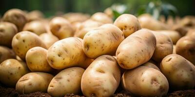 batatas em a campo fechar-se. colheita batatas. generativo ai foto