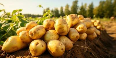 batatas em a campo fechar-se. colheita batatas. generativo ai foto