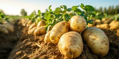 batatas em a campo fechar-se. colheita batatas. generativo ai foto