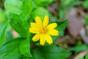 close-up de lindas flores amarelas foto