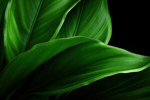 uma vibrante verde folha contra uma Sombrio pano de fundo foto