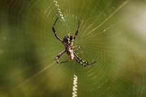 aranha na teia foto