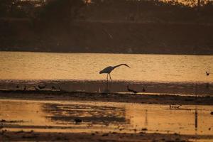 pássaro andando na água, pássaros voando, vista do pôr do sol no lago foto