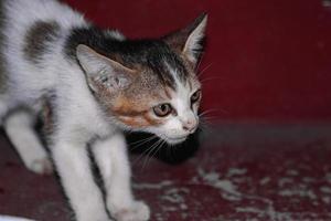 bebê gato sentado na escada, em casa, olhando para a câmera foto