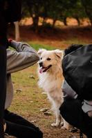 cachorro olhando para outros cachorros no parque, cachorro no parque de cachorros, amante de animais de estimação foto