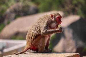 macaco rhesus macaque, macaco sentado na parede, comendo banana foto