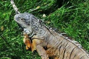 iguana dentro uma natural parque foto