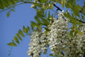 floração acácia branco uvas foto