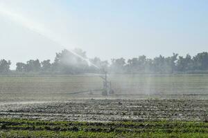 irrigação sistema dentro a campo do melões. rega a Campos. aspersor foto