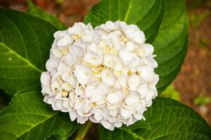 hortênsias estão a típica flores do a Açores ilhas foto