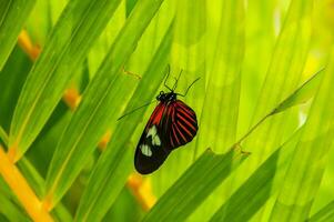 lindo e colorida imagem do uma borboleta em repouso em uma flor foto