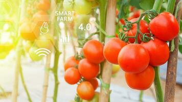 tomates dentro estufa com infográficos, inteligente agricultura e precisão agricultura 4,0 com visual ícone, digital tecnologia agricultura e inteligente agricultura conceito. foto
