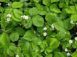 folhas de morango e flores na horta foto