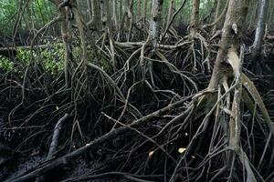 seletivo foco para a raízes do mangue árvores crescendo acima a água foto